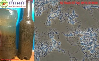 Bùn vi sinh là gì